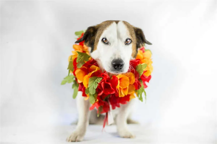 Porsche 911 GT3 R & 911 Cup: 2026 Racing Upgrades Explained